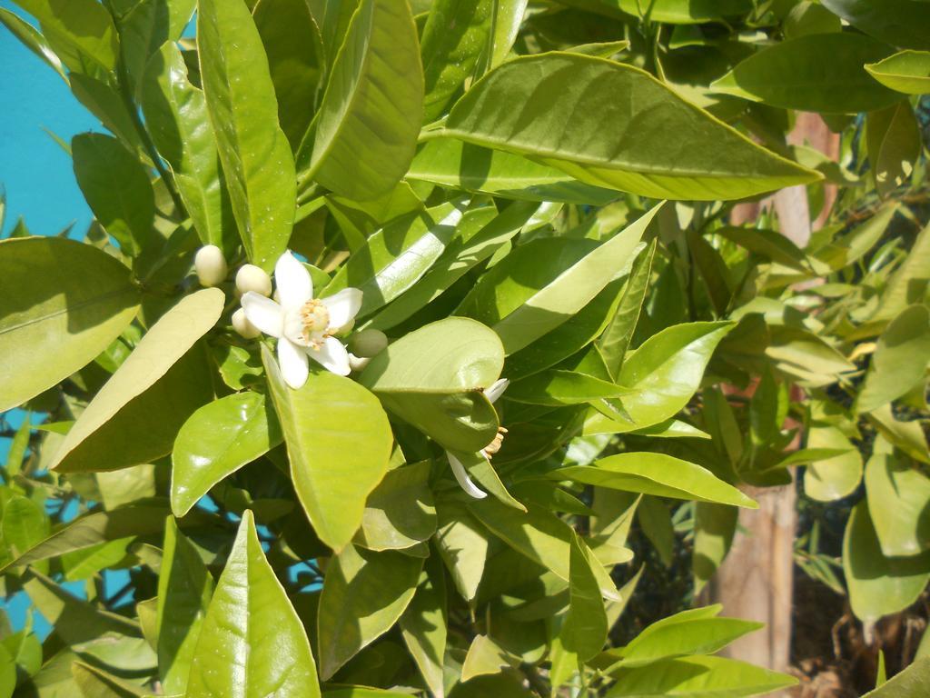 Riad Passiflora Fès Exterior foto