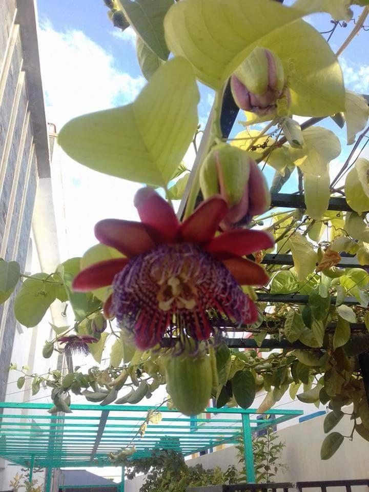 Riad Passiflora Fès Zimmer foto